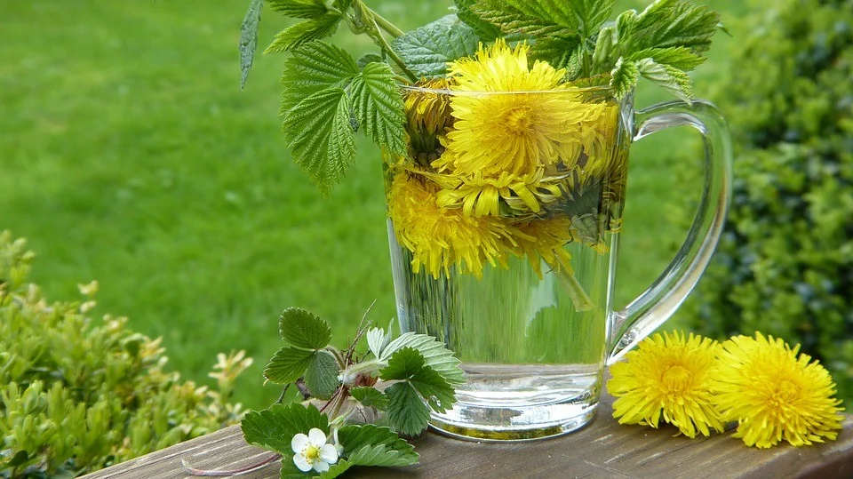 dandelion 2232626 960 720