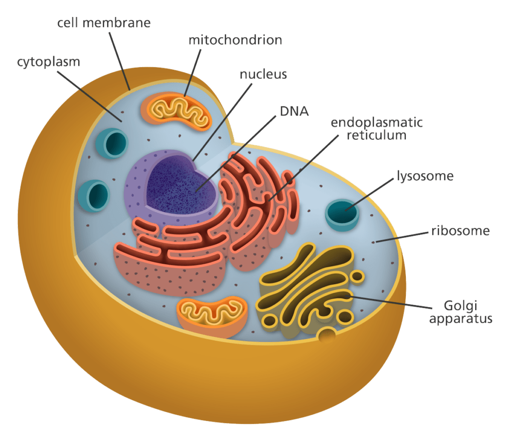 cellular nutrition