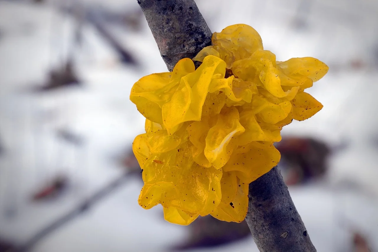 tremella mushroom health benefits