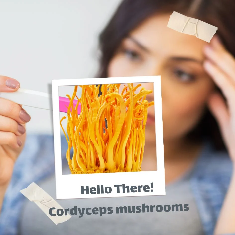 cordyceps and female fertility