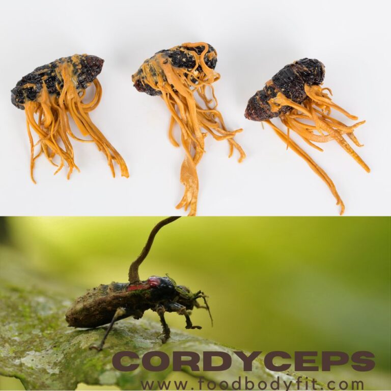 cordyceps mushroom and female fertility