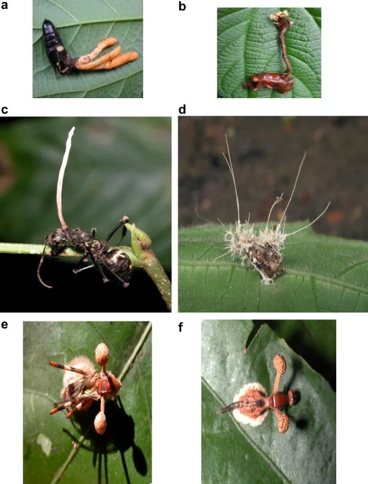 Cordyceps militaris on dead insect