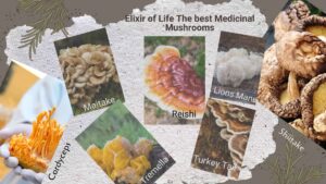 best mushroom powder uk