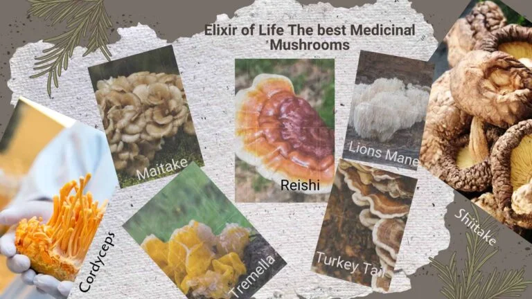 best mushroom powder uk