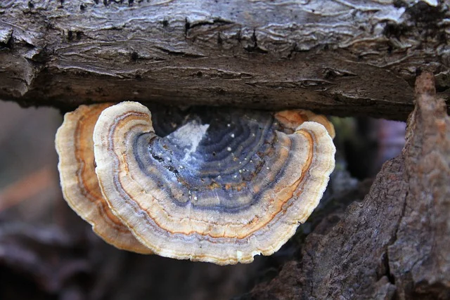 turkey tail mushroom menopause