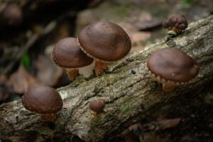 shiitake powder