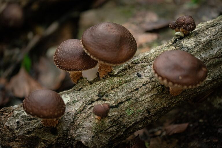 shiitake powder