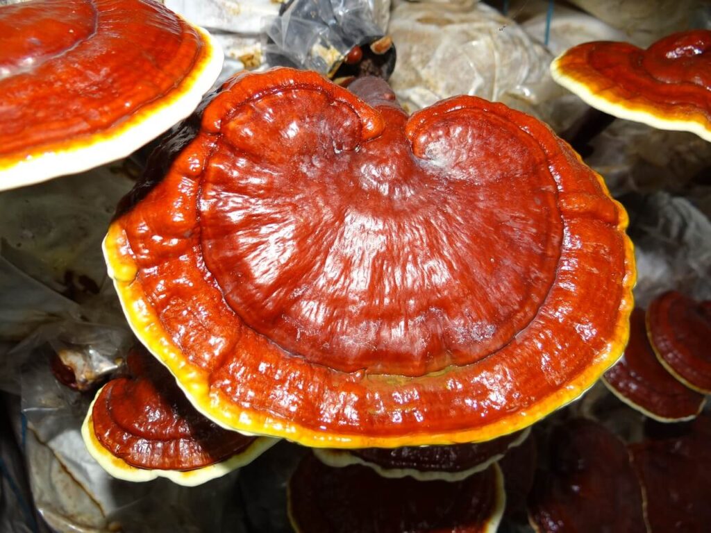 reishi menopause