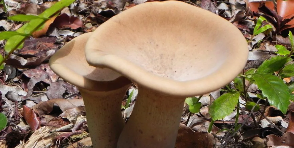 pleurotus Tuber Regium testosterone