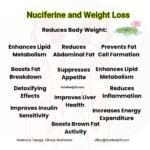 nuciferine benefits