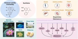 nuciferine benefits